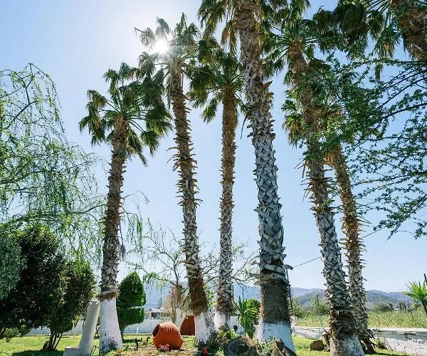 Stella's * Тигаки